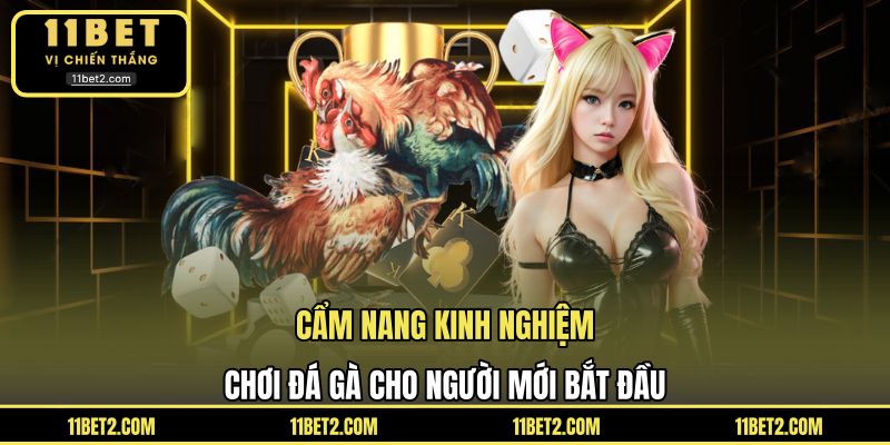 Cẩm nang kinh nghiệm chơi đá gà cho người mới bắt đầu