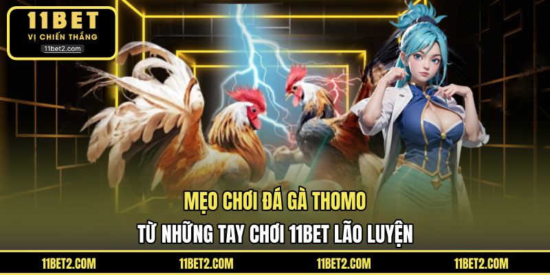 Mẹo chơi đá gà Thomo từ những tay chơi 11BET lão luyện