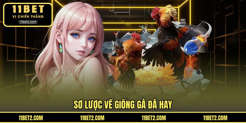 Sơ lược về giống gà đá hay
