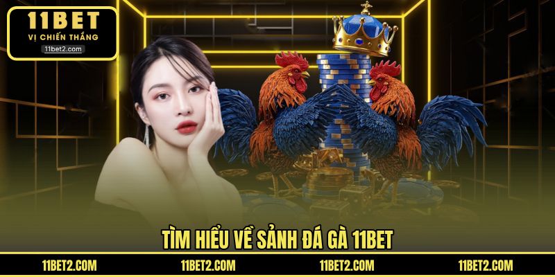 Tìm hiểu về sảnh đá gà 11BET