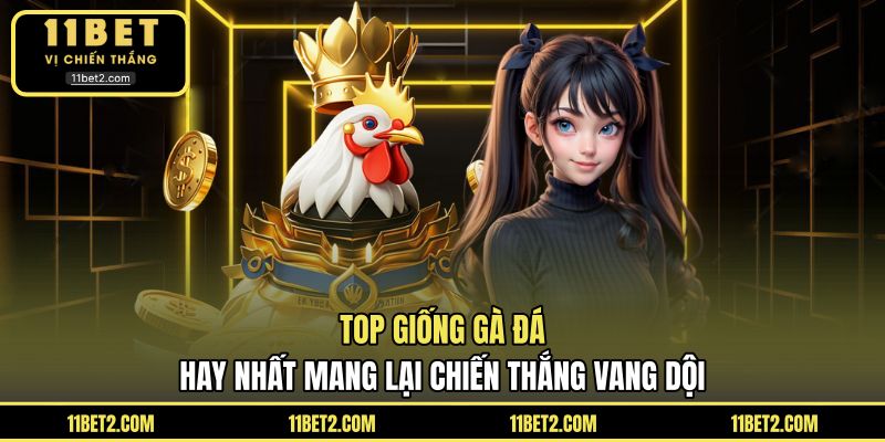 Top giống gà đá hay nhất mang lại chiến thắng vang dội